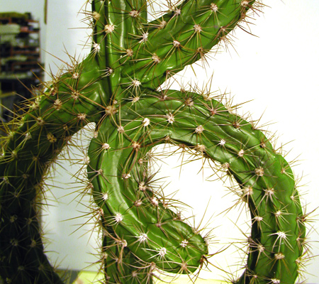 Movistar Cactus